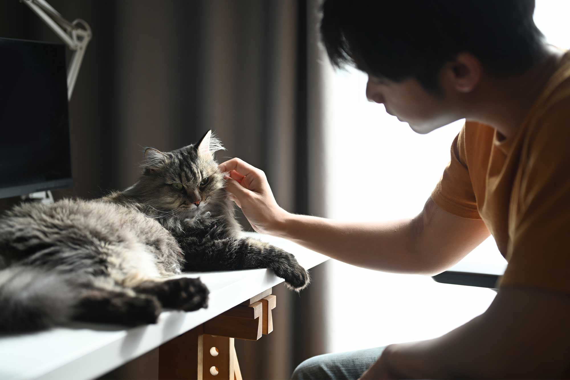 A young man holding a cat, both looking comfortable and at ease