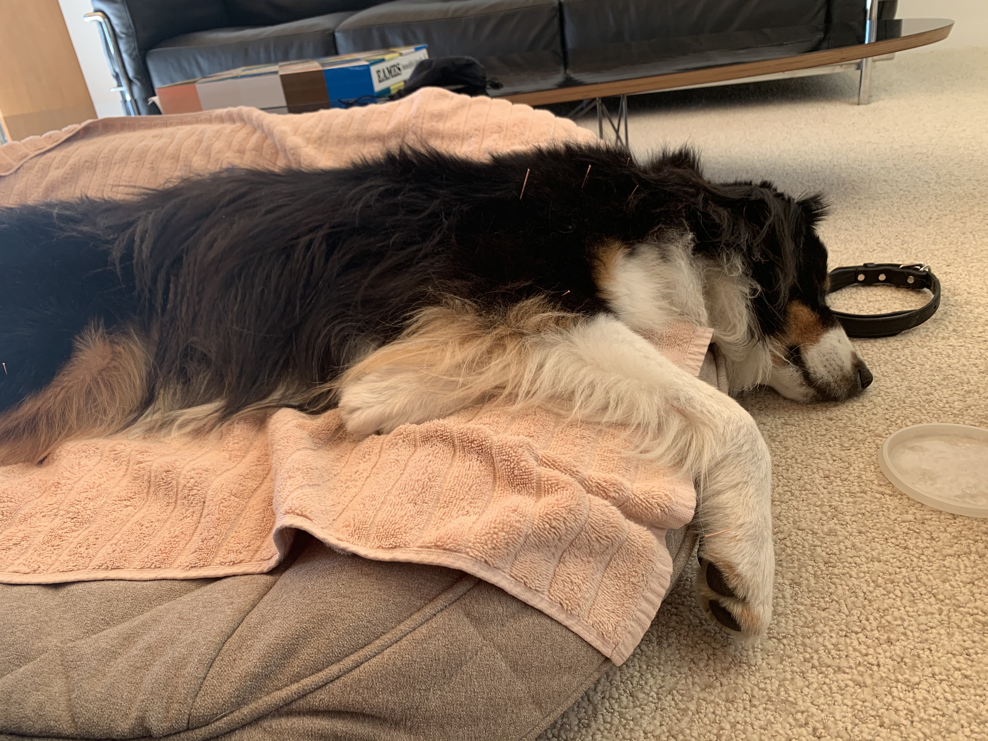 A dog lying on a bed beside a soft blanket, resting in a warm and comforting setting