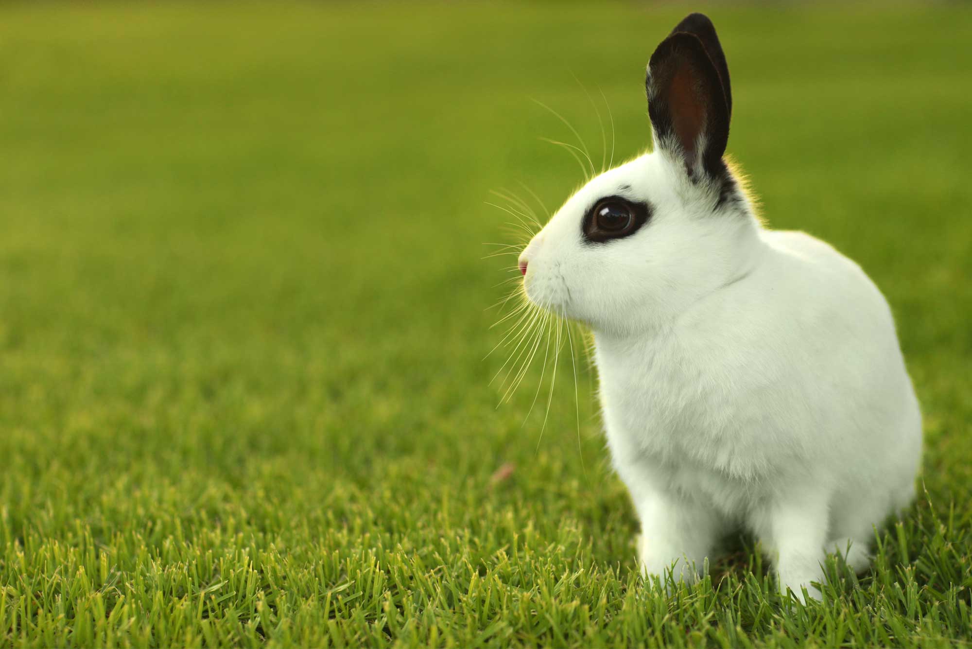 A rabbit resting on green grass