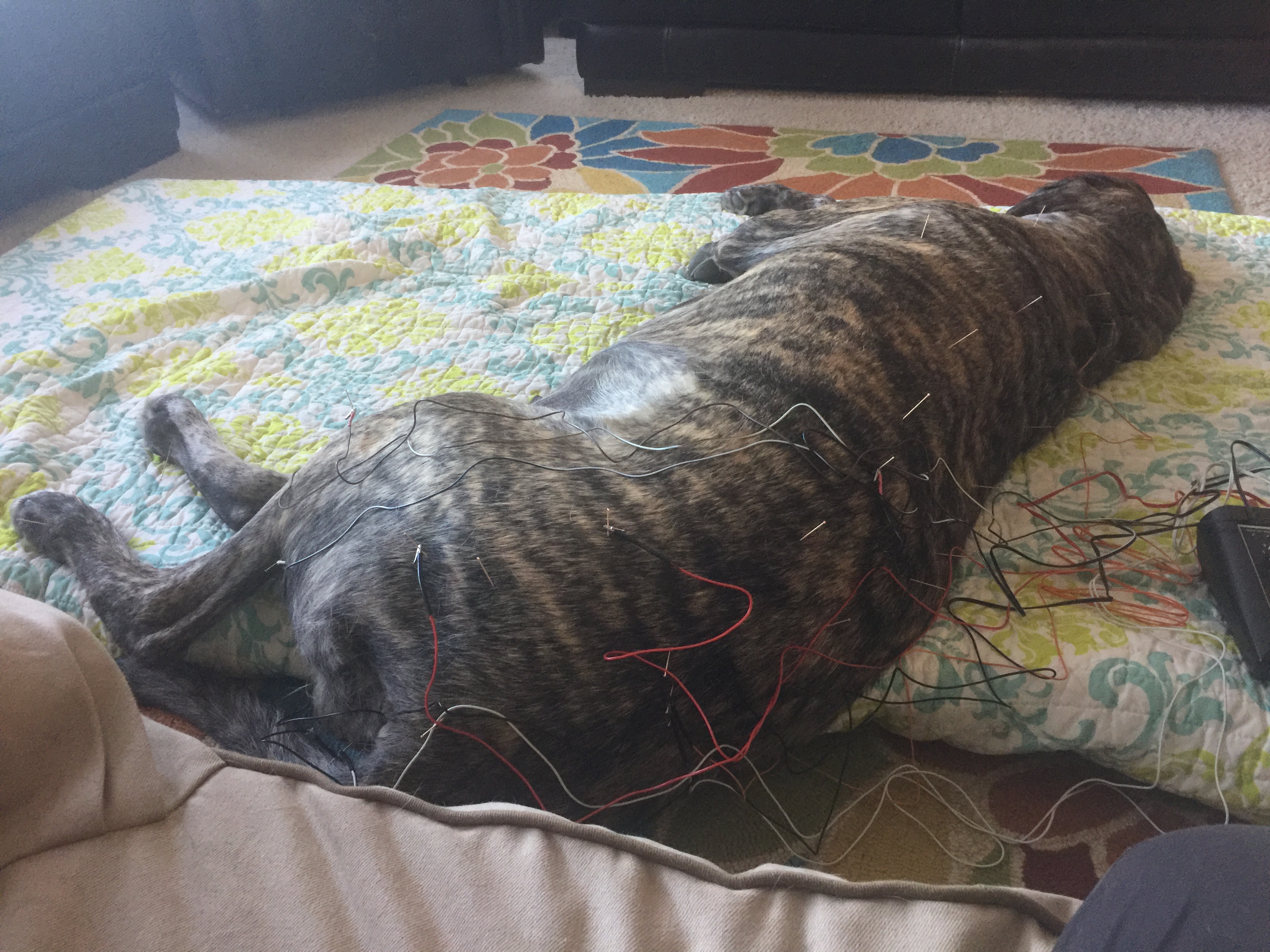 A dog resting peacefully on a couch, looking comfortable and calm