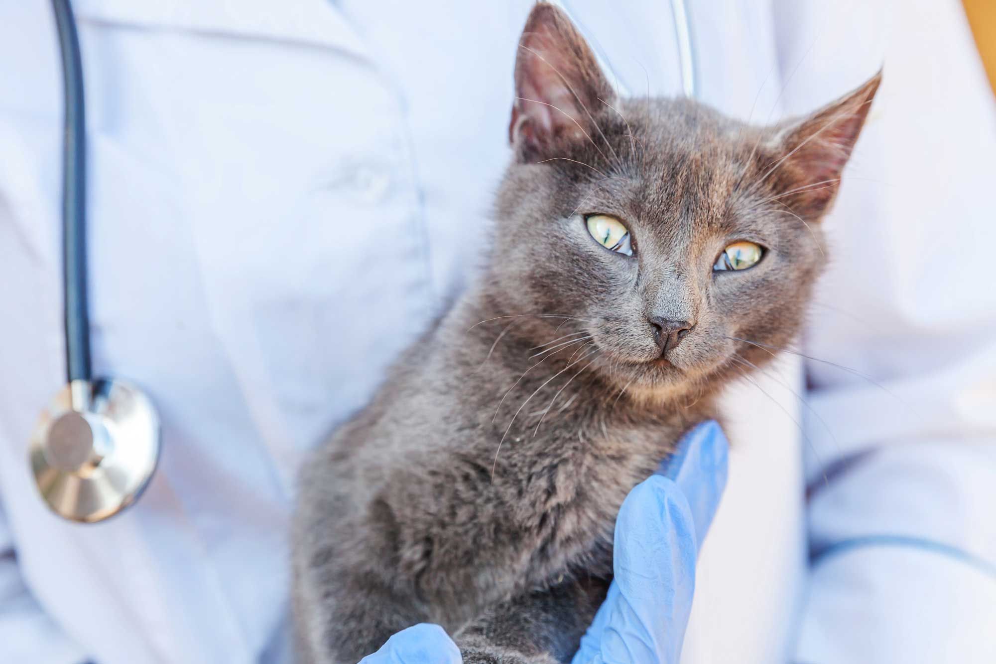 A veterinarian gently holding a calm cat.